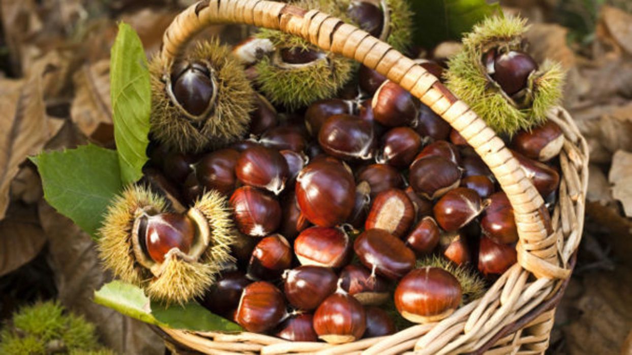 Chestnuts Festival - Europa Tourist Group